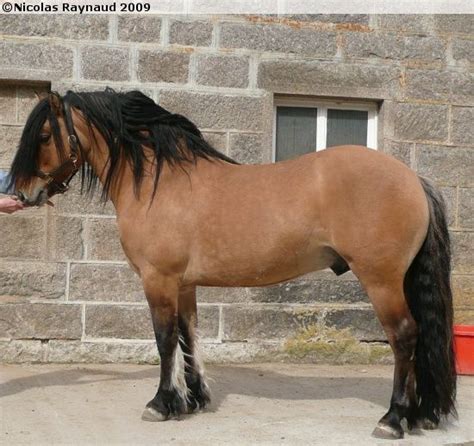 S 00904 - Info. . Balmoral highland pony for sale